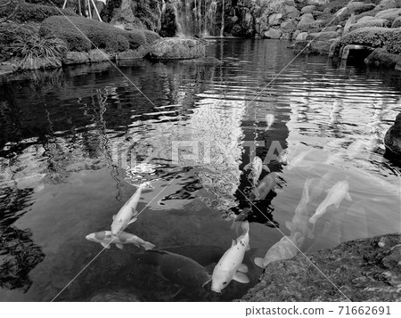 Nishikigoi（單色） 71662691