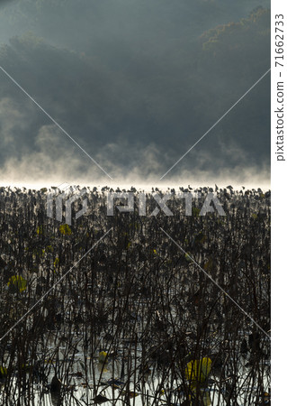 Lotus field scenery 71662733