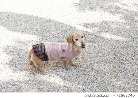 Miniature dachshund laughing in pink outfit in the garden 71662740