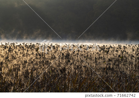 Lotus field scenery 71662742