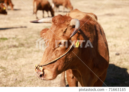 Aso's red beef Aso's red beef 71663185