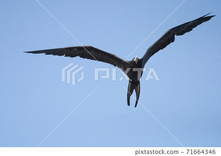 Magnificent Frigatebird, Fregata magnificens, flying Magnificent Frigatebird, Fregata magnificens, flying 71664346