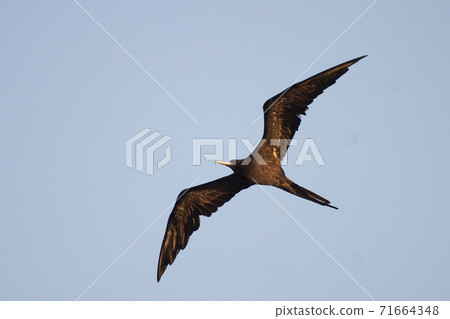 Magnificent Frigatebird, Fregata magnificens, in flight Magnificent Frigatebird, Fregata magnificens, in flight 71664348