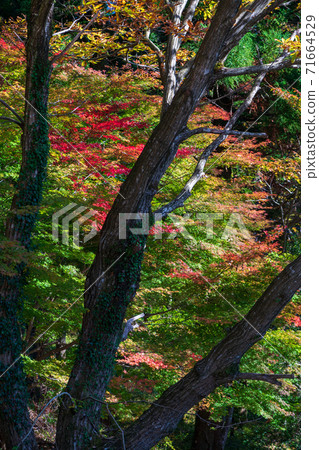 上水村的秋葉風景 上水村的秋葉風景 71664529