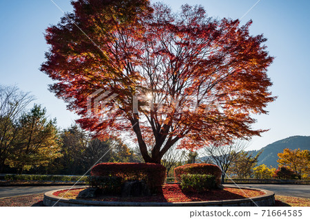 上水村的秋葉風景 上水村的秋葉風景 71664585