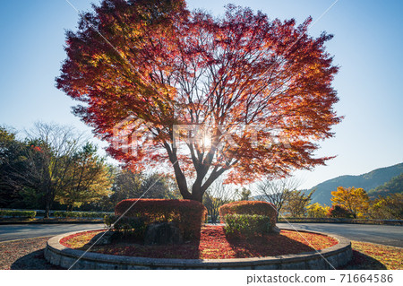 上水村的秋葉風景 上水村的秋葉風景 71664586