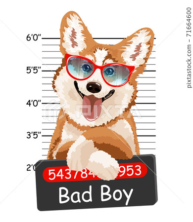 Welsh Corgi criminal. Welsh Corgi criminal. 71664600