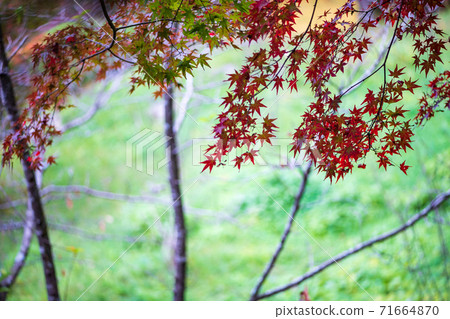 秋天的景色與美麗多彩的秋天的落葉 秋天的景色與美麗多彩的秋天的落葉 71664870