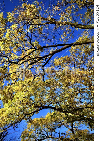 Yellow leaves and blue sky Yellow leaves and blue sky 71665124