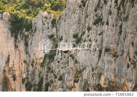 Verdon Gorge, France. Eagle Flying Over Beautiful Landscape Of The Verdon Gorge In South-eastern France 71665862