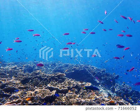 Philippine coral reef where purple beauty dances vividly in the sea 71666052