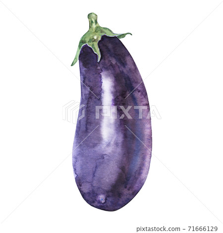 Watercolor hand drawn eggplant 71666129