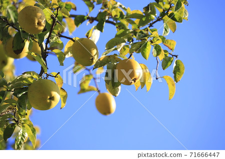 Karin fruit Karin fruit 71666447