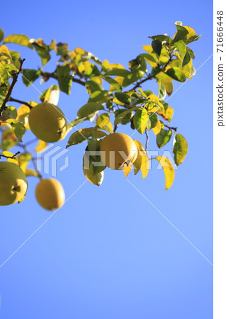 Karin fruit Karin fruit 71666448