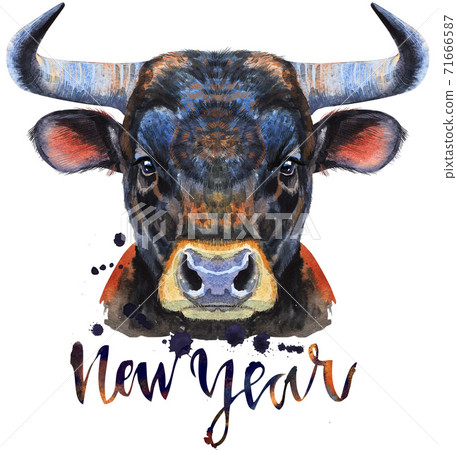 Watercolor illustration of black powerful bull with splashes Watercolor illustration of black powerful bull with splashes 71666587
