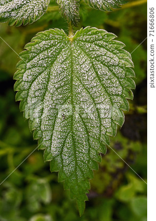 Frozen Urtica dioica plant Frozen Urtica dioica plant 71666806