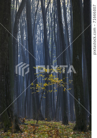 Foggy Day Forest in Romania 71666807