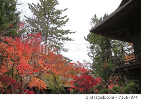 rin林寺（Sa玉縣）的秋葉 71667874