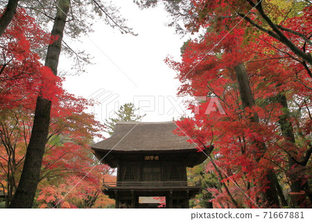 rin林寺(Sa玉縣)的秋葉 rin林寺(Sa玉縣)的秋葉 71667881