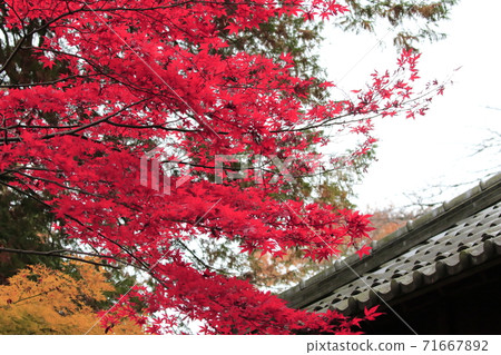 rin林寺（Sa玉縣）的秋葉 71667892