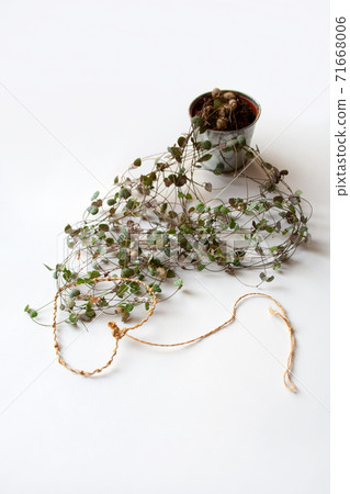 Ceropegia woodii plant, also known as string of hearts, with heart shaped thread on white background 71668006