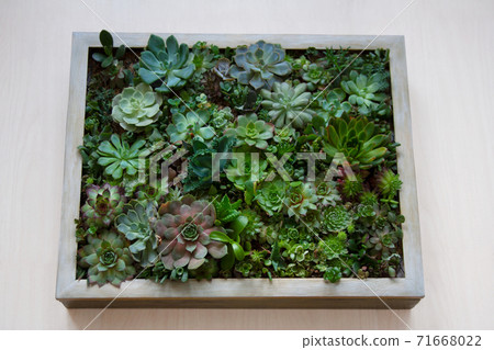 Living picture garden concept with various succulent plants arranged within a wooden frame isolated on light background Living picture garden concept with various succulent plants arranged within a wooden frame isolated on light background 71668022