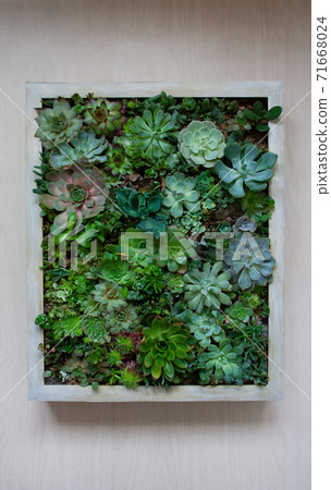 Living picture gardening concept with various succulent plants within a wooden frame terrarium isolated on light background 71668024