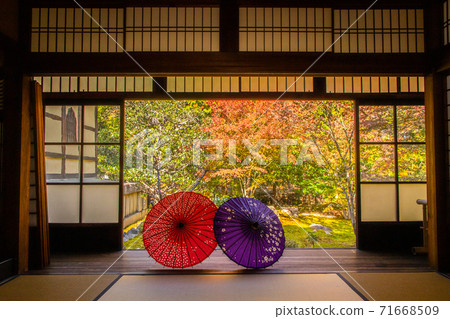 Shorinji Temple, autumn leaves, Japanese umbrella 71668509