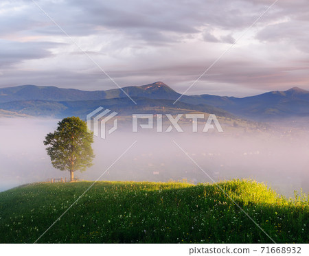 Lonely tree in a mountain village 71668932