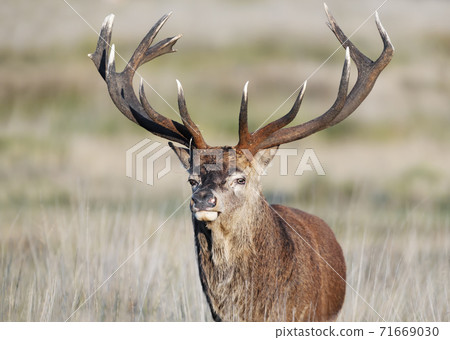 Close up of a Red Deer standing in grass in autumn Close up of a Red Deer standing in grass in autumn 71669030