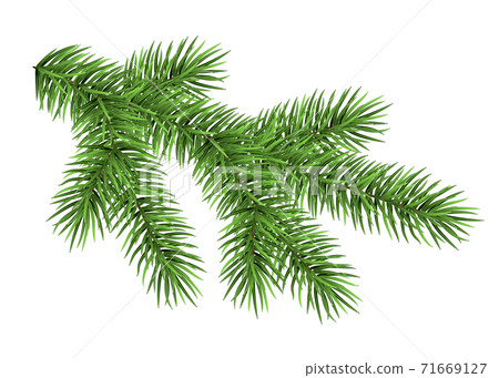 Spruce branch isolated on white background. Spruce branch isolated on white background. 71669127