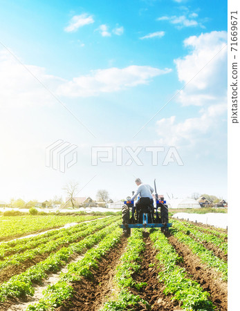 A farmer on a tractor loosens the soil and removes weeds on a potato plantation. Farming agricultural industry. Processing and cultivation of soil. The process of growing food on a farm. 71669671