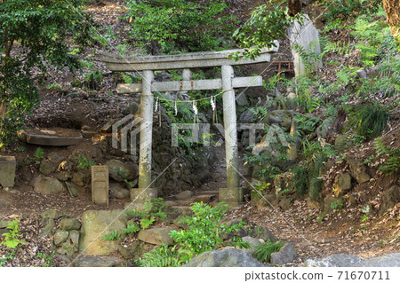 [Hakusan, Tokyo] The stone torii gate of Jiro Inari Shrine stands in the shade of the forest at Koishikawa Botanical Garden in Tokyo. 71670711