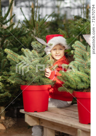 Small girl chooses a Christmas tree in the market. Small girl chooses a Christmas tree in the market. 71670794