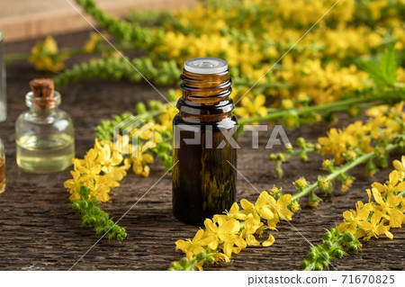Essential oil bottle with fresh blooming agrimony plant Essential oil bottle with fresh blooming agrimony plant 71670825