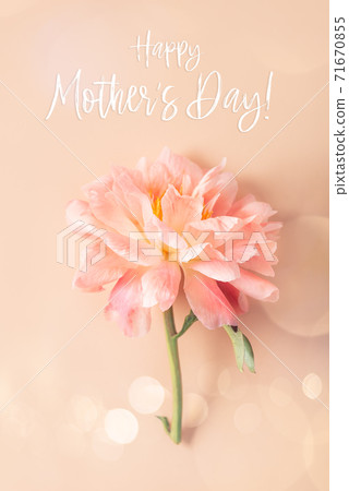 Pink Peony, simple elegance 71670855