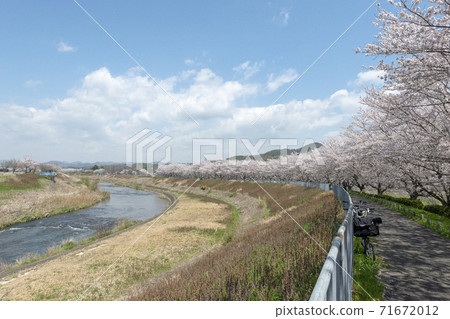 兵庫縣三田市Mukogawa大壩的Sakura Tsutsumi 71672012
