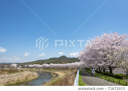 兵庫縣三田市Mukogawa大壩的Sakura Tsutsumi 71672013