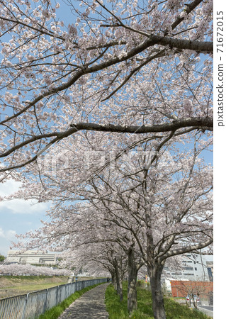 兵庫縣三田市Mukogawa大壩的Sakura Tsutsumi 71672015
