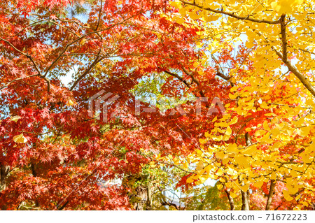 紅色，黃色和綠色的秋天景色 71672223