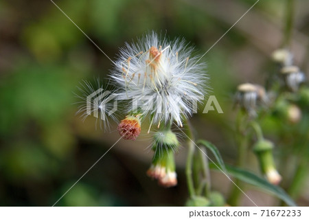Gynura crepidiophylla fluff 71672233