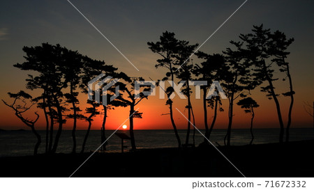 Pine and morning Pacific Ocean seen at Iwaizaki in Kesennuma 71672332