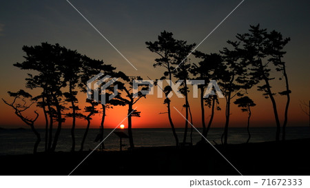 Pine and morning Pacific Ocean seen at Iwaizaki in Kesennuma 71672333
