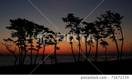 Pine and morning Pacific Ocean seen at Iwaizaki in Kesennuma 71672334