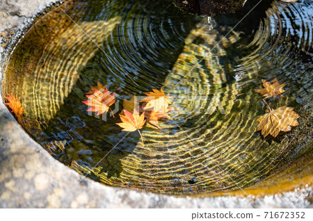 Fallen leaves of maple floating on the water 71672352