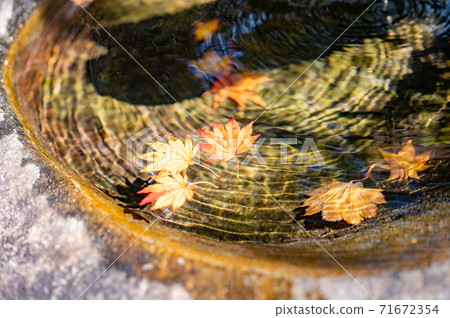 飄落的楓樹葉飄落在水面上 飄落的楓樹葉飄落在水面上 71672354