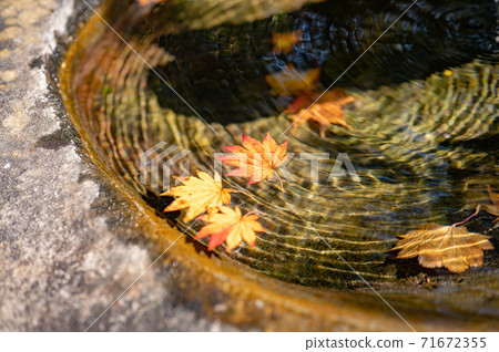 飄落的楓樹葉飄落在水面上 飄落的楓樹葉飄落在水面上 71672355