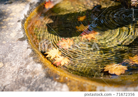 飄落的楓樹葉飄落在水面上 飄落的楓樹葉飄落在水面上 71672356