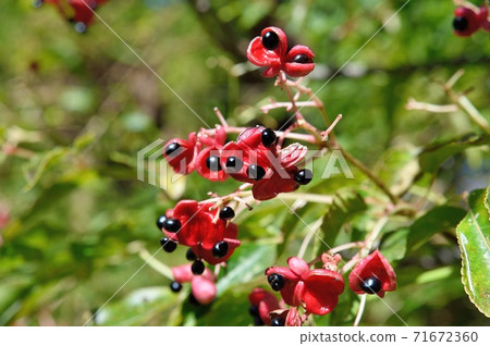 兔子水果 71672360