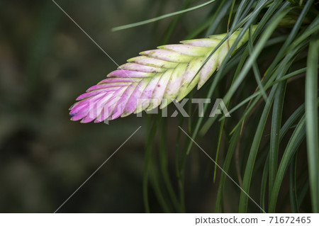 Tillandsia chianea 71672465